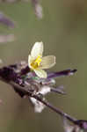 Willowleaf lettuce